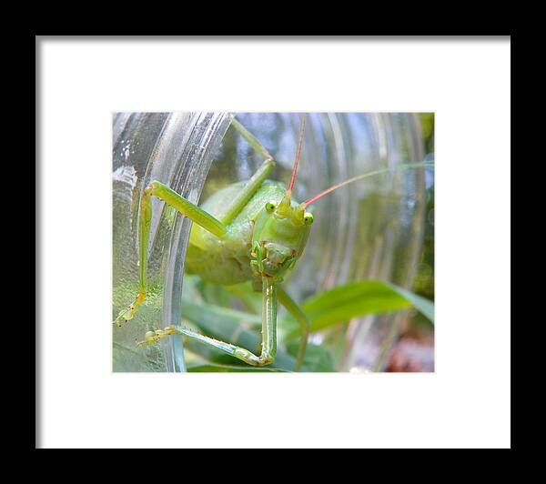 Katydid Framed Print featuring the photograph I see you by Chad and Stacey Hall