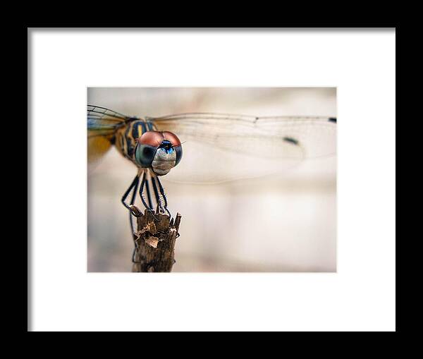 Dragonfly Framed Print featuring the photograph I See You by Stacy Michelle Smith