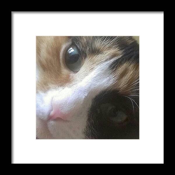 Instakitty Framed Print featuring the photograph I Want To Be A Good Kitty...but The by Jedi Fuser