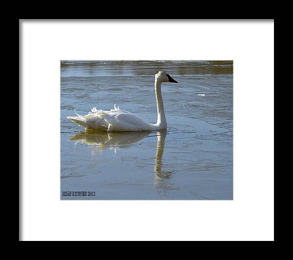 Swans Framed Print featuring the photograph Icy chill by Brian Stevens