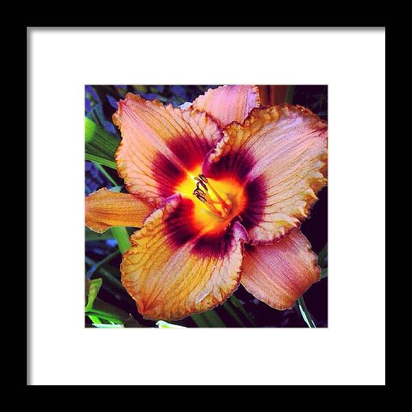 Beautiful Framed Print featuring the photograph #idaho #backyard #flower #flowers #lily by Cassidy Taylor