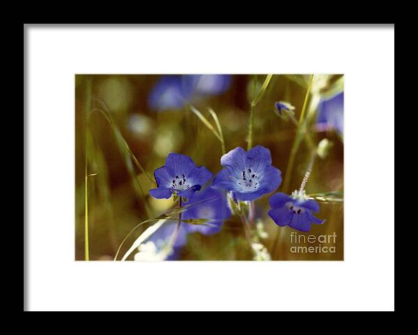 Blue Flowers Framed Print featuring the photograph Idyllwild Baby Blue Eyes by Johanne Peale