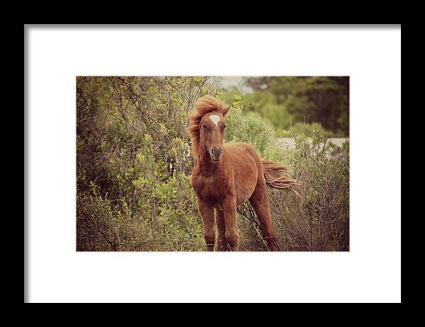 Wild Horse Beach Mustang Spanish Carova Nc Nature Framed Print featuring the photograph If God Made Anything More Beautiful by Robin Dickinson