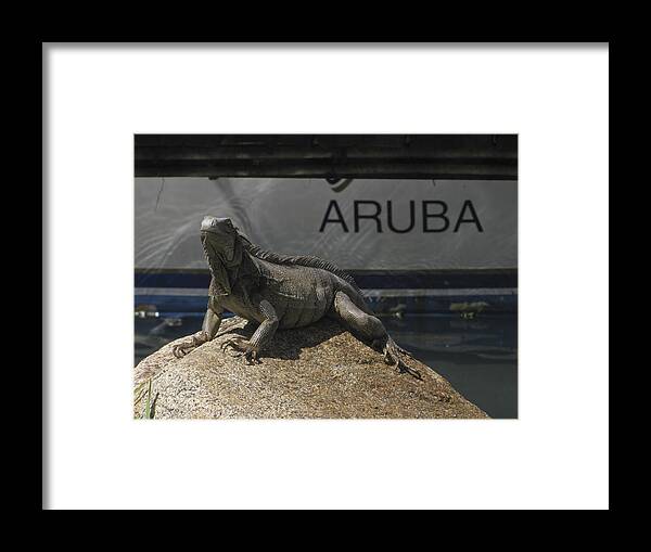 Iguana Framed Print featuring the photograph Iguana by David Gleeson