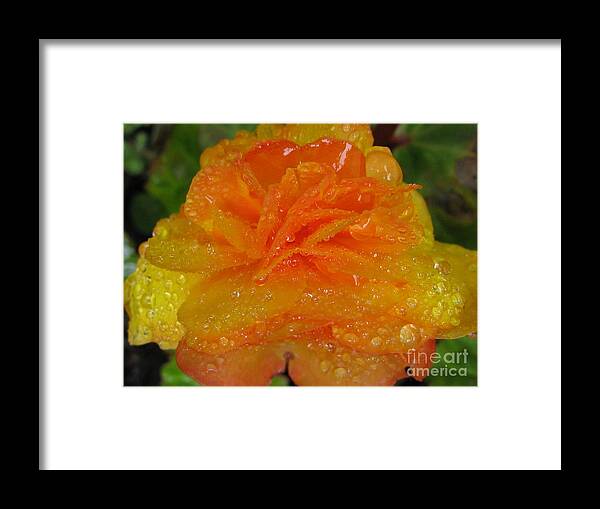 Flower Framed Print featuring the photograph Illuminate Photography by Holy Hands