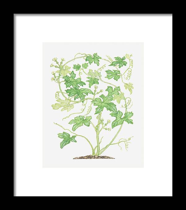 Vertical Framed Print featuring the digital art Illustration Of Bryonia Dioica (white Bryony), Climbing Vine by Barbara Walker