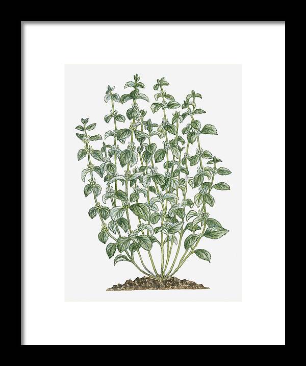 Vertical Framed Print featuring the digital art Illustration Of Marrubium Vulgare (white Horehound) Bearing Clusters Of White Flowers And Grey-green Leaves On Tall Stems by Debra Woodward