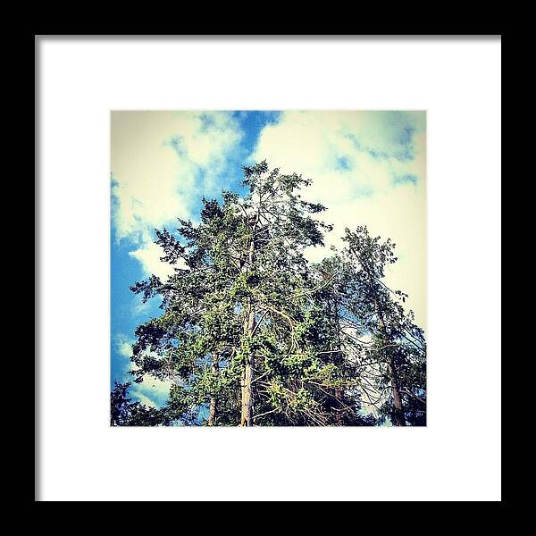 Art Framed Print featuring the photograph I'm A Tree, I'm A Tree by Brad Sinclair