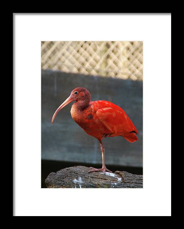 Birds Framed Print featuring the photograph I'm Not Stepping in That by Guy Whiteley