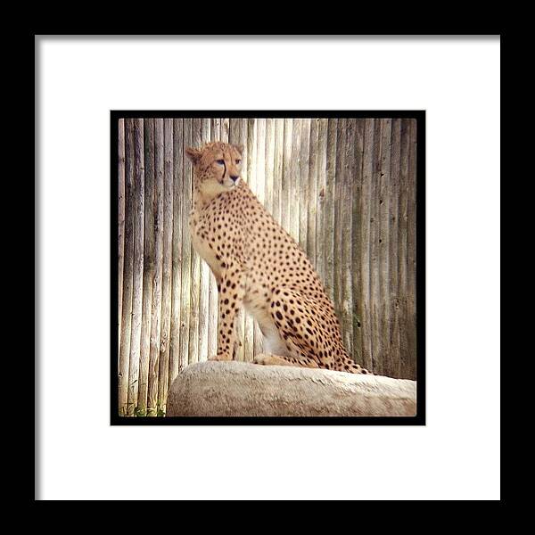 Philadephiazoo Framed Print featuring the photograph I'm Ready For My Close Up Mr. De by Tim Paul
