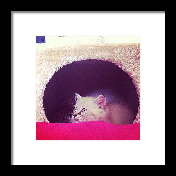 Israel Framed Print featuring the photograph im Watching You #cat #cats by Aviad Rozenberg