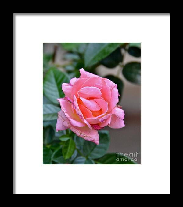 Rose Framed Print featuring the photograph Imperfect by Carol Bradley