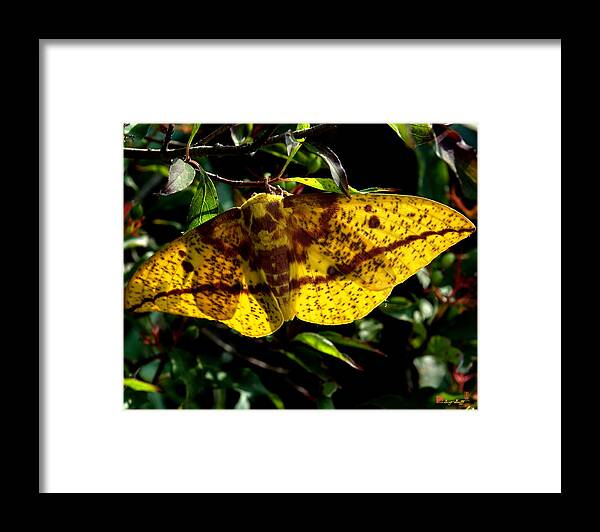 Nature Framed Print featuring the photograph Imperial Moth DIN053 by Gerry Gantt