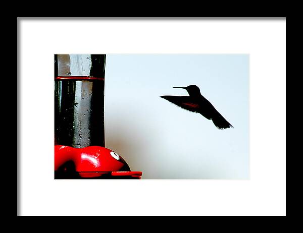 Hummingbird Framed Print featuring the photograph In Flight by Wanda Brandon