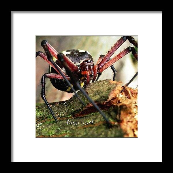 Insect Framed Print featuring the photograph In My Castle I'm The Frickin' Man! by Dccitygirl WDC