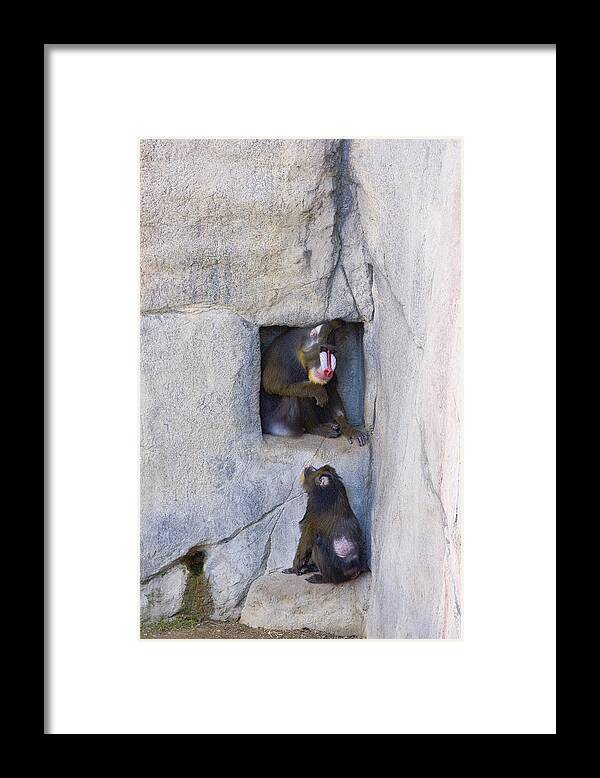 Baboons Framed Print featuring the photograph In the Box by Greg Kopriva