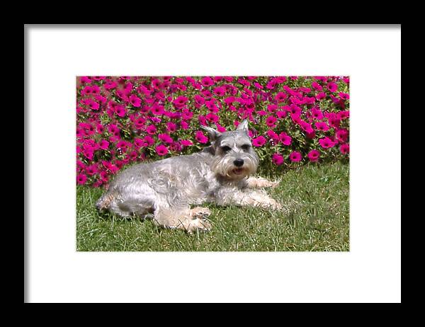 Schnauzer Framed Print featuring the photograph In the Garden by Diane Ferguson