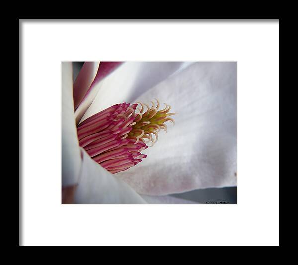 Bloom Framed Print featuring the photograph In the Middle by Kimmary MacLean