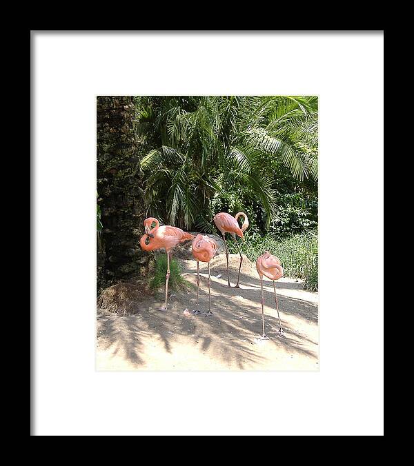 Flamingo Framed Print featuring the photograph In the Shade by Diane Ferguson