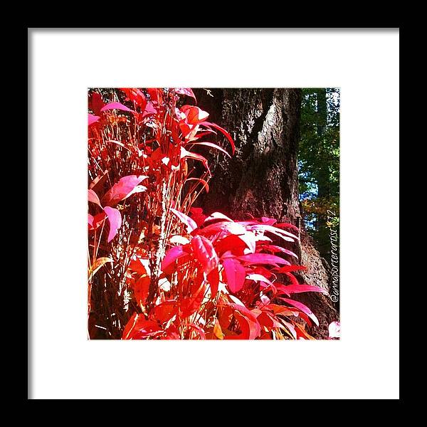 Autumn Framed Print featuring the photograph In The Shelter Of Your Arms by Anna Porter