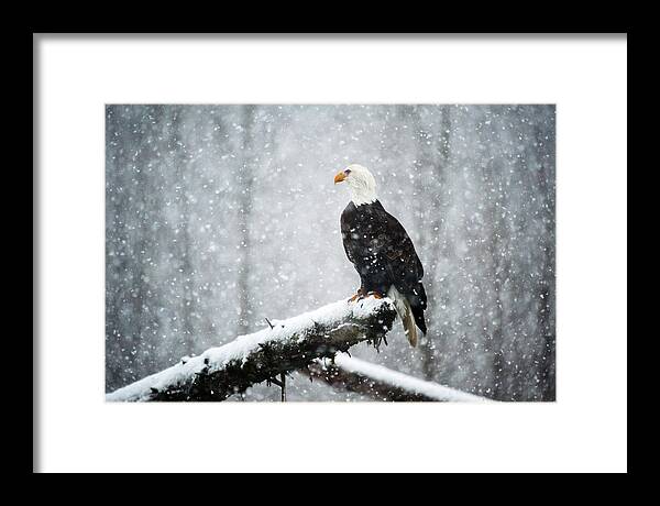 Bald Eagles Framed Print featuring the photograph In the snow KA655 by Yoshiki Nakamura
