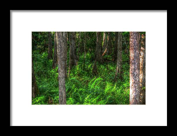 Woods Framed Print featuring the photograph In The Woods by Ronald T Williams