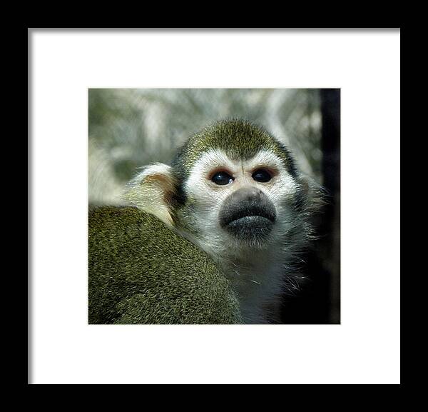 Monkey Framed Print featuring the photograph In Thought by Kim Galluzzo Wozniak
