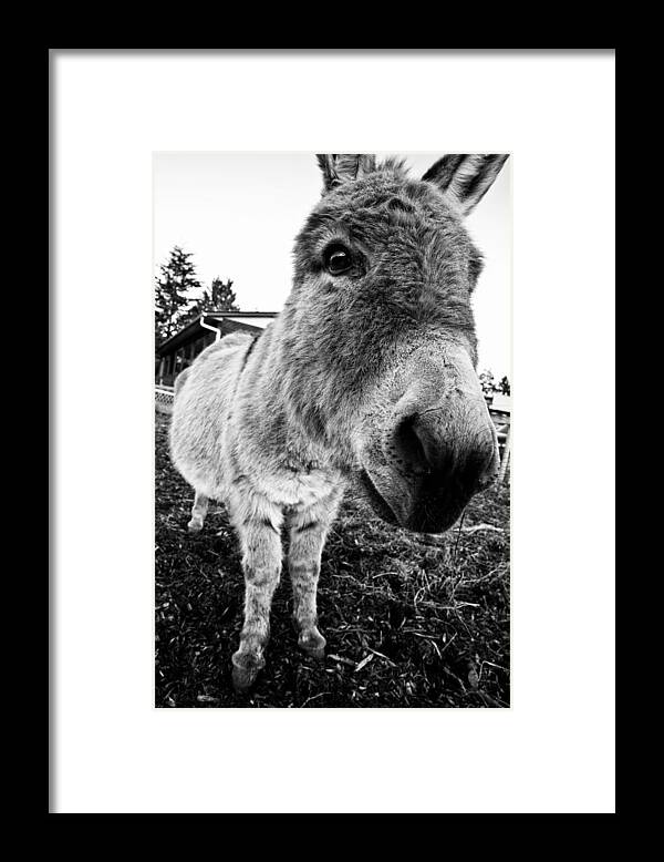 Donkey Framed Print featuring the photograph In Your Face by Monte Arnold