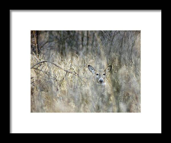 White Tailed Deer Framed Print featuring the photograph Inconspicuous by Wade Clark