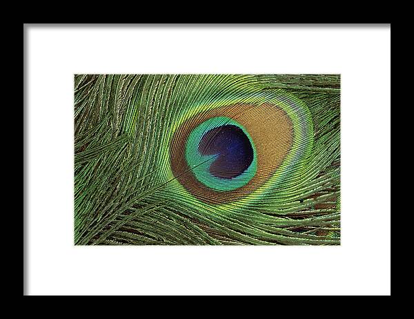 Mp Framed Print featuring the photograph Indian Peafowl Pavo Cristatus Display by Gerry Ellis