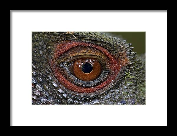 00477077 Framed Print featuring the photograph Indonesian Forest Dragon Eye Papua New by Piotr Naskrecki