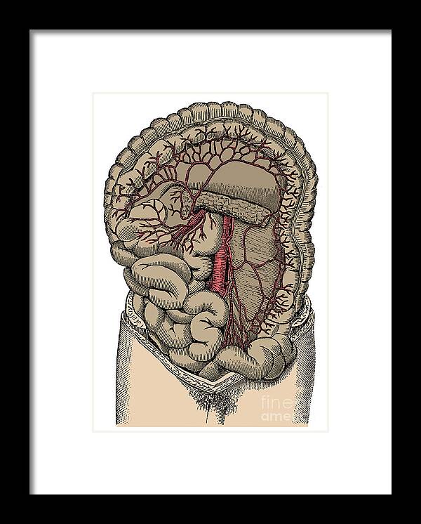 Human Framed Print featuring the photograph Inferior Mesenteric Artery And The Aorta by Science Source