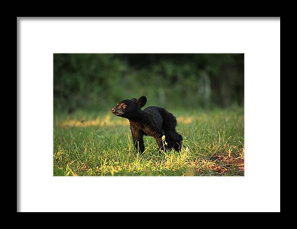 Nature Framed Print featuring the photograph Innocence by Doug McPherson