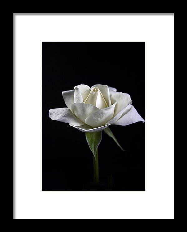 White Rose Framed Print featuring the photograph Innocence by Elsa Santoro