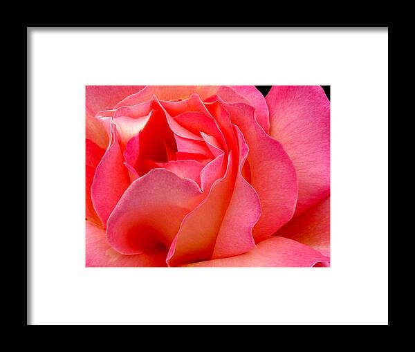 Rose Framed Print featuring the photograph Inside My Heart by Rory Siegel
