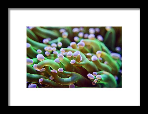 Anemone Framed Print featuring the photograph Inside the Anemone by Matt Hanson