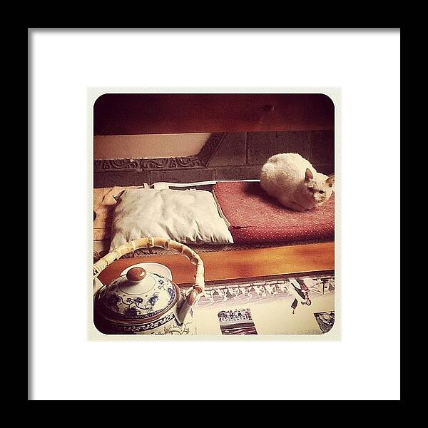 #cat #tea #china #travel #nap #teapot #afternoon #rose #animal #bench Framed Print featuring the photograph Instagram Photo by Julie Anne