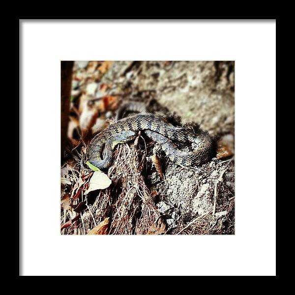 Reptile Framed Print featuring the photograph #instahub #instagood #snake #water by Jake Tucker