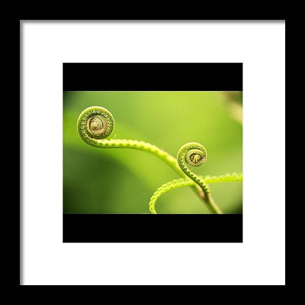 Cute Framed Print featuring the photograph #instanaturelover #all_shots #cute by Tommy Tjahjono