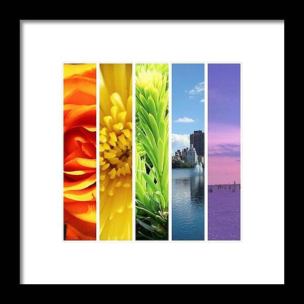 Rainbow Framed Print featuring the photograph #instasweetoftheday #make_a_rainbow #jj by Kelly Clemente