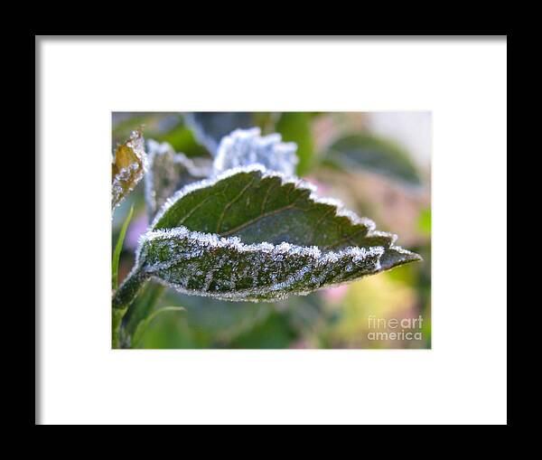 Flower Framed Print featuring the photograph Intensify by Holy Hands
