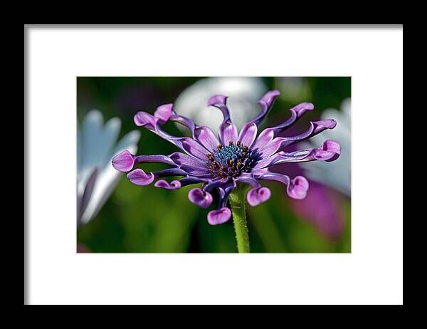 Flower Framed Print featuring the photograph Interesting Flower by Terry Dadswell
