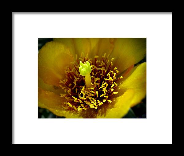 Prickly Pear Cactus Framed Print featuring the photograph Into the Flower's Soul by Aaron Burrows