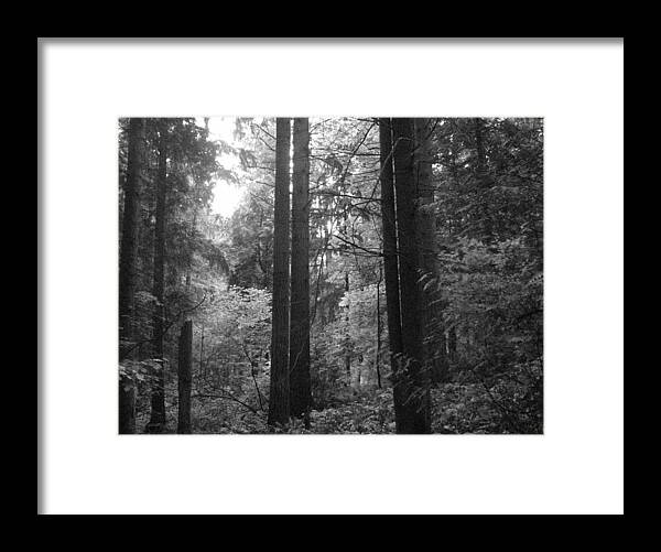 Northwest Framed Print featuring the photograph Into the Wood by Kathleen Grace