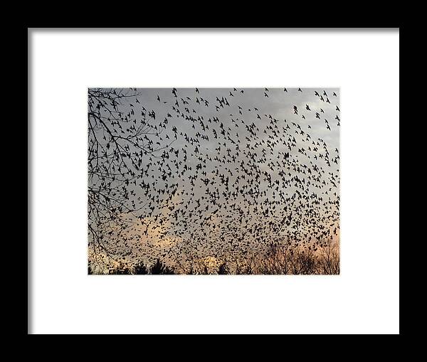 Starlings Framed Print featuring the photograph Invasion Of The Birds by Kim Galluzzo Wozniak