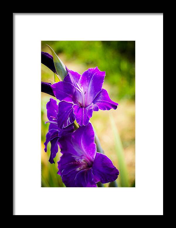 Purple Framed Print featuring the photograph Iris by Debbie Karnes