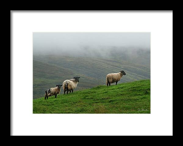 Ireland Framed Print featuring the photograph Irish Sheep in the Mist by Joe Bonita