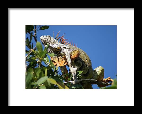 Reptile Framed Print featuring the photograph It is a what by Jerry Cahill