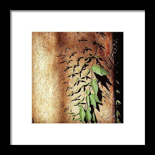 Plant Framed Print featuring the photograph Ivy by Cameron Bentley