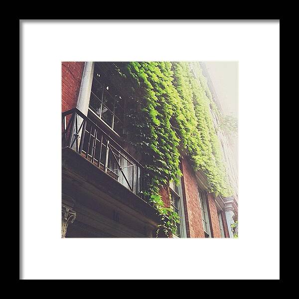  Framed Print featuring the photograph Ivy in the East Village by Sara Lugo